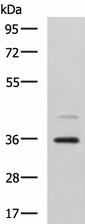 Western blot analysis of A172 cell lysate  using UBLCP1 Polyclonal Antibody at dilution of 1:1150