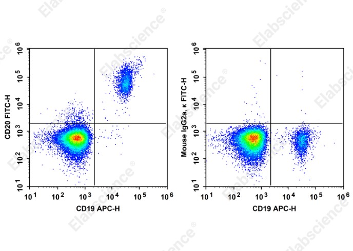 FITC Anti-Human CD20 Antibody[HI20a] - 1