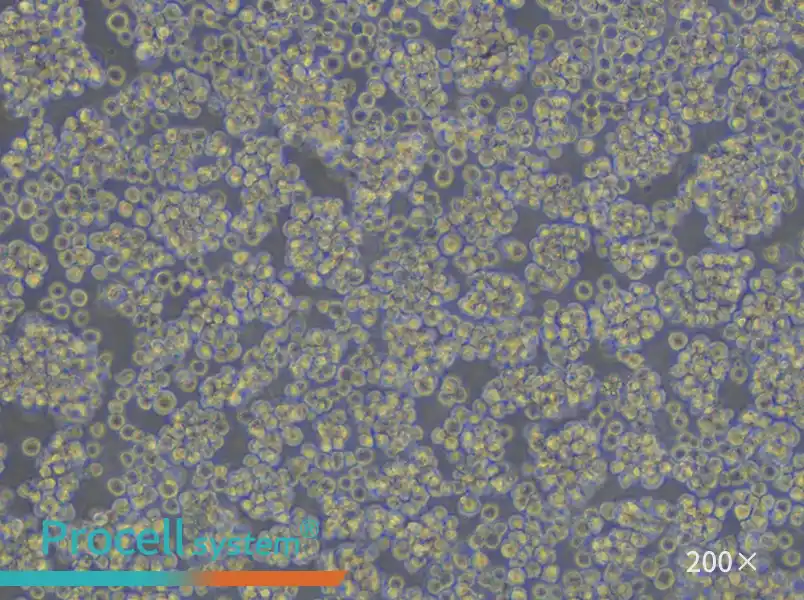 Jurkat, Clone E6-1 Cell Complete Medium - small - 5