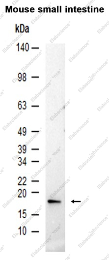 Recombinant HES5 Monoclonal Antibody - 1