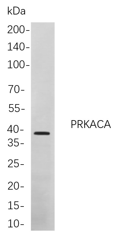 Recombinant PRKACA Monoclonal Antibody-searchlist-1