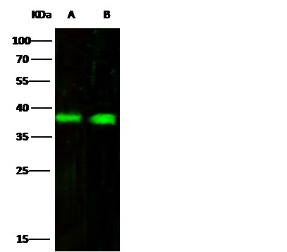 Recombinant CD32b/FCGR2B Monoclonal Antibody - small - 2
