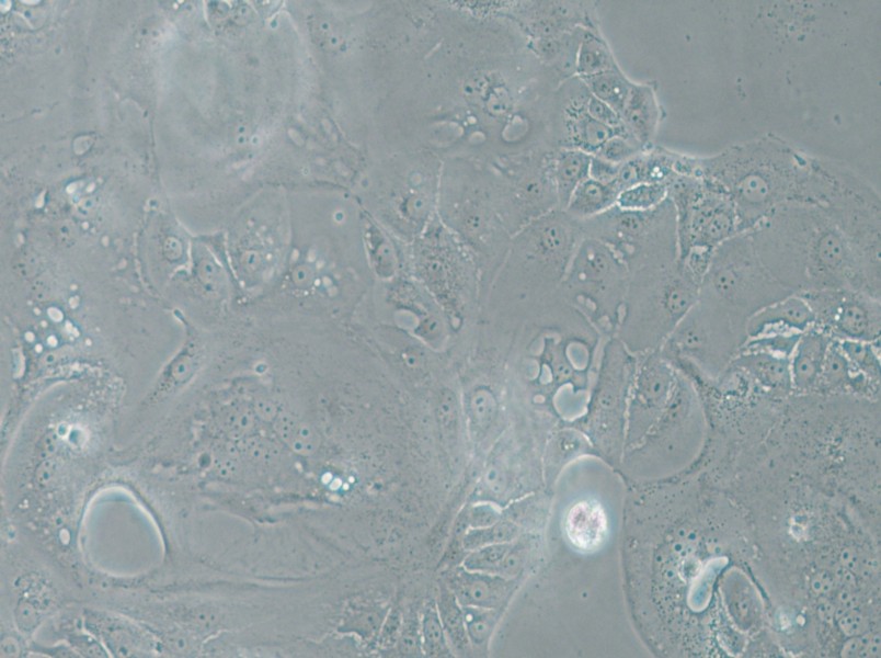 SU.86.86 Cell Complete Medium - 4