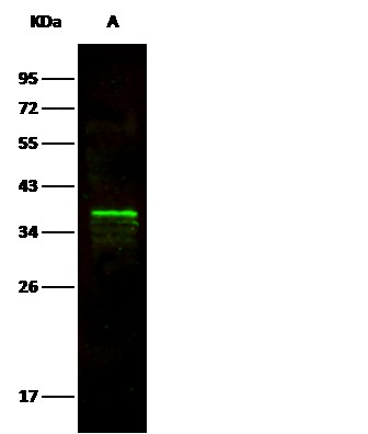 Recombinant ARG1/Arginase 1 Monoclonal Antibody - small - 3