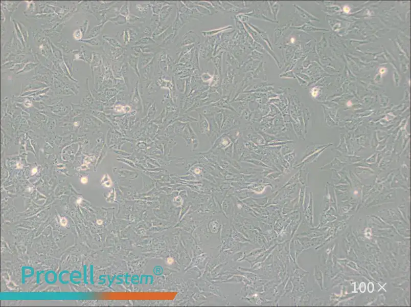 TCCSUP Cell Complete Medium - 3