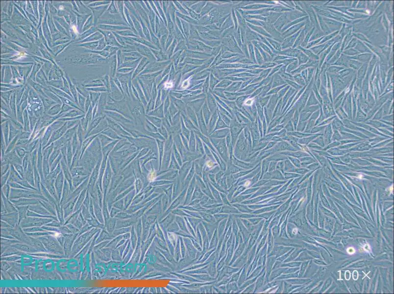 NCI-H1563 Cell Complete Medium - 1