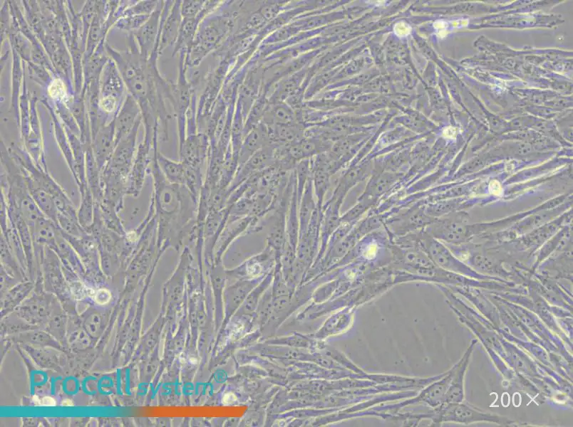 GCT Cell Complete Medium - 6