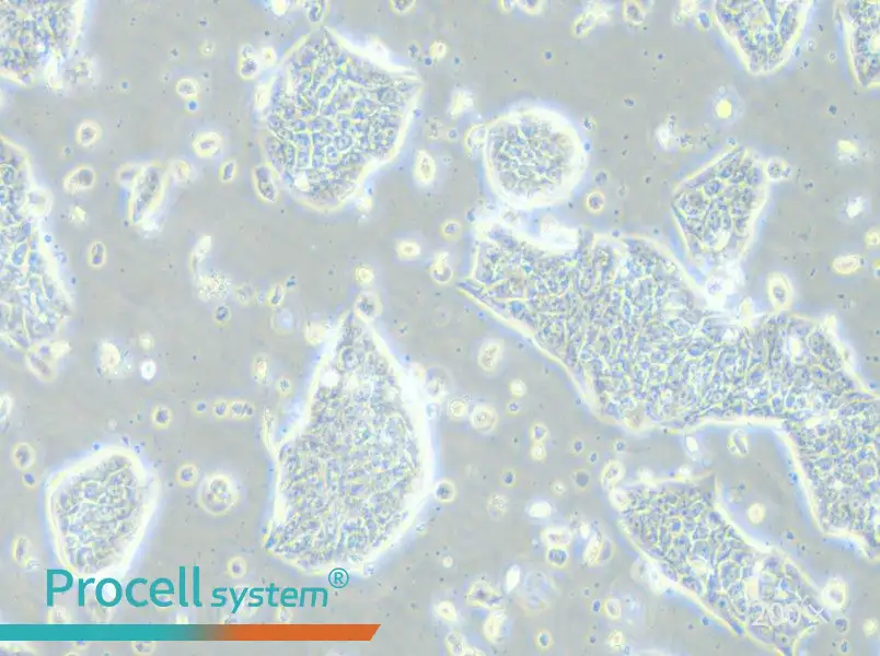 LC-2/ad Cell Complete Medium - small - 5