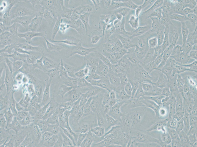 AC16 Cell Complete Medium - 5