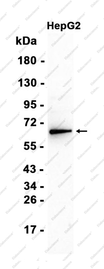 Recombinant RPA70 Monoclonal Antibody - 1