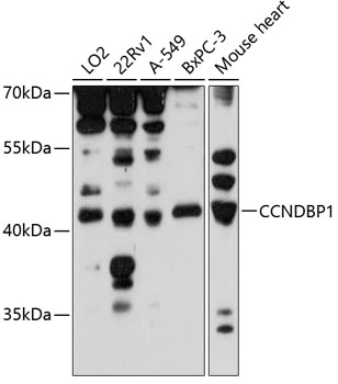 Western blot analysis of extracts of various cell lines using CCNDBP1 Polyclonal Antibody at 1:3000 dilution.