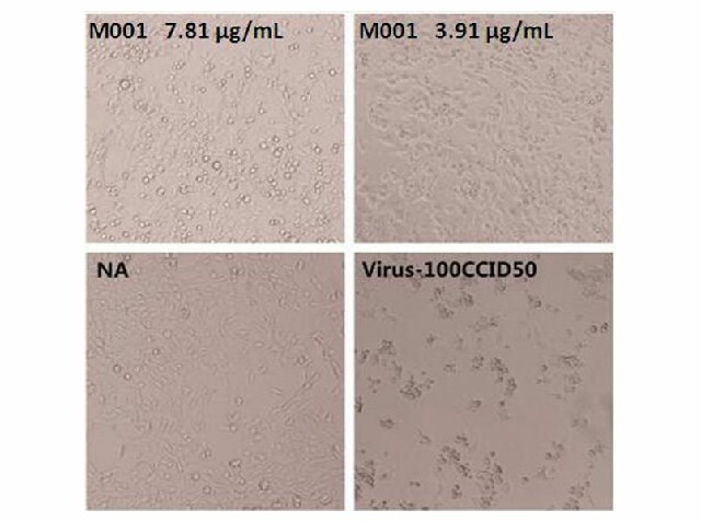 The neutralization activity of Anti-Enterovirus 71 VP4 Neutralizing Antibody is Measured by Microneutralization test in vitro. 
The cytopathic effect of RD cells (10e5/well) induced by 100CCID50 EV71 genogroup C4 is neutralized by increasing concentrations of Anti-Enterovirus 71 VP4 Neutralizing Antibody. The IC50 is typically 4~8 g/mL. 
NA: No antibody added.