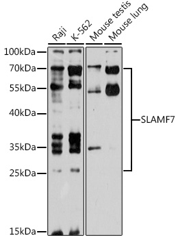 Western blot analysis of extracts of various cell lines using SLAMF7 Polyclonal Antibody at 1:1000 dilution.