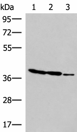 Western blot analysis of HT-29 K562 and HUVEC cell lysates  using GIMAP2 Polyclonal Antibody at dilution of 1:1000