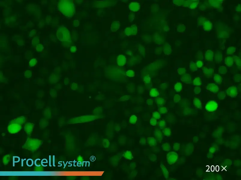 AGS-LUC-EGFP - 4