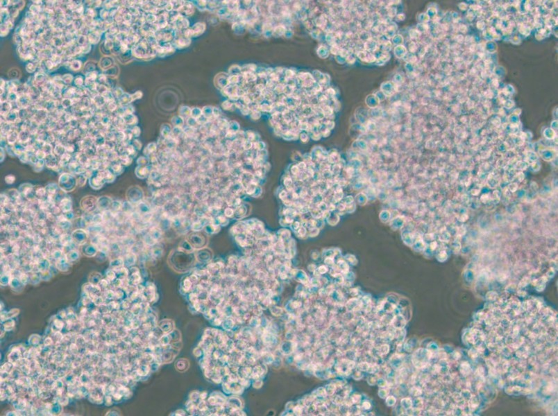 HuT 102 Cell Complete Medium - 5