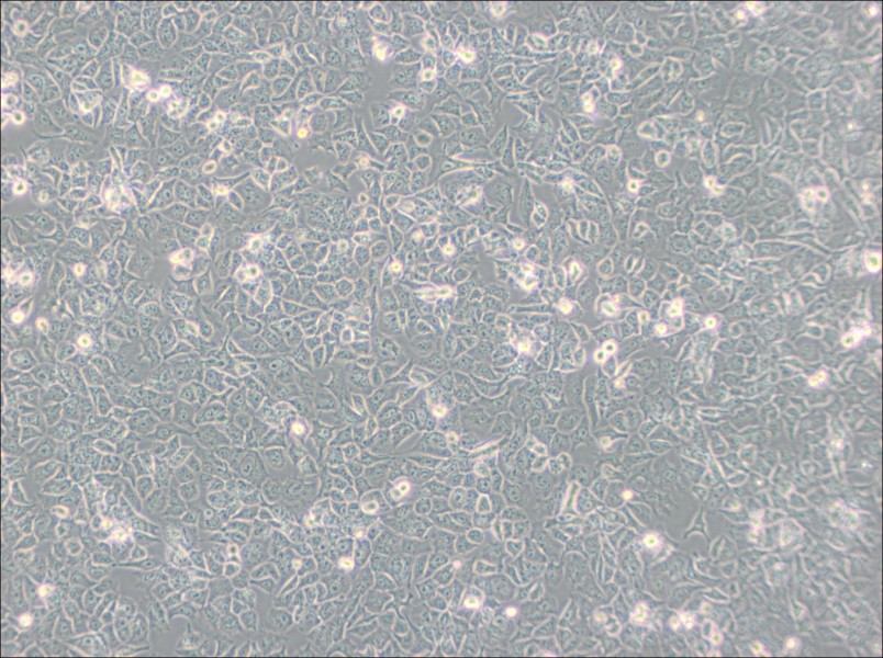 HuTu-80 Cell Complete Medium-searchlist-1