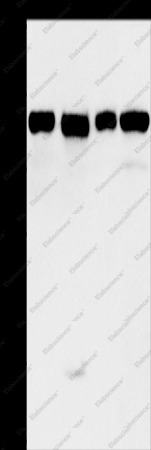 MAD1L1 Polyclonal Antibody - 1