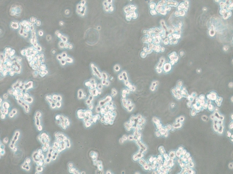 NCI-H82 [H82] Cell Complete Medium - small - 6