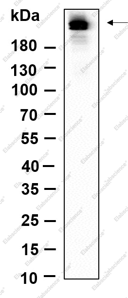 Recombinant Phospho-Rpb1 (Ser5) Monoclonal Antibody - 1