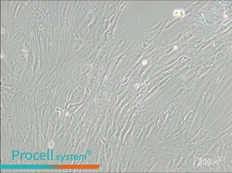 CCD-1095Sk Cell Complete Medium - 6