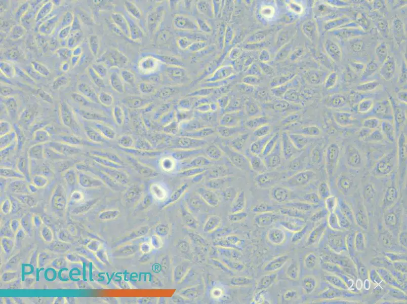 TPC-1 Cell Complete Medium - small - 5