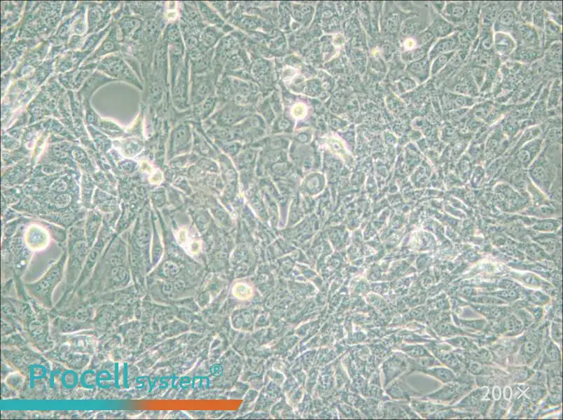 15P-1 Cell Complete Medium - 6