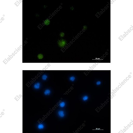 Recombinant HNRNPUL1 Monoclonal Antibody - 2