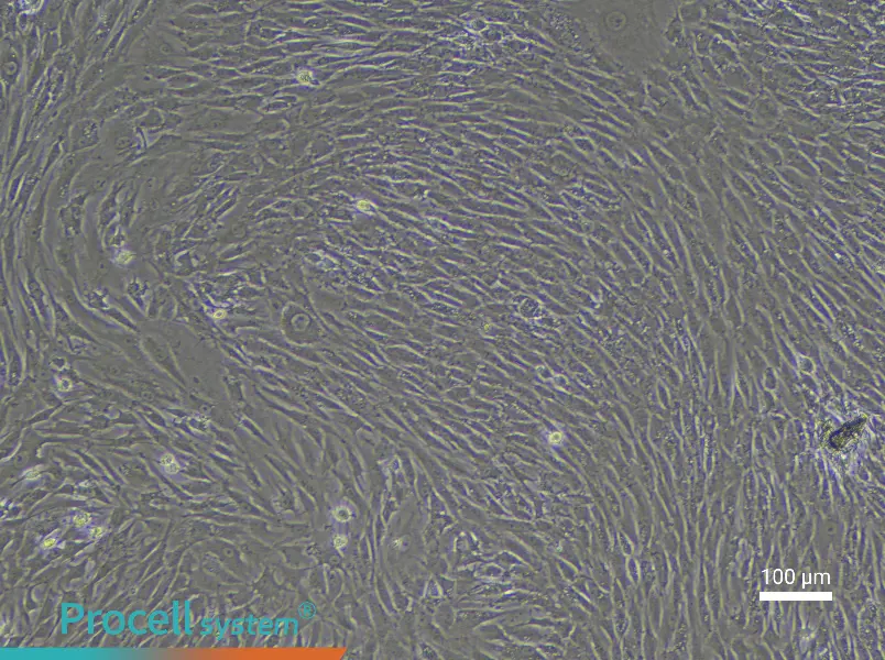 Rabbit Synovial Cell Complete Medium - 2