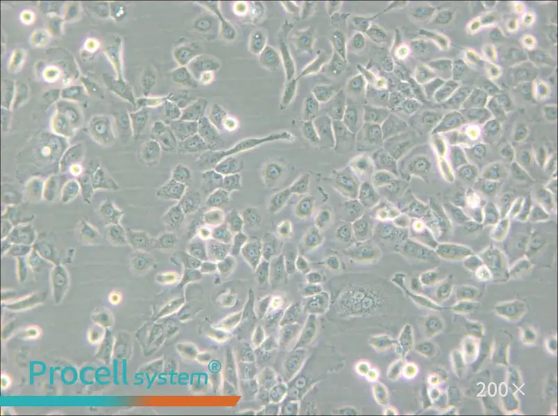 SUM149PT Cell Complete Medium - 5
