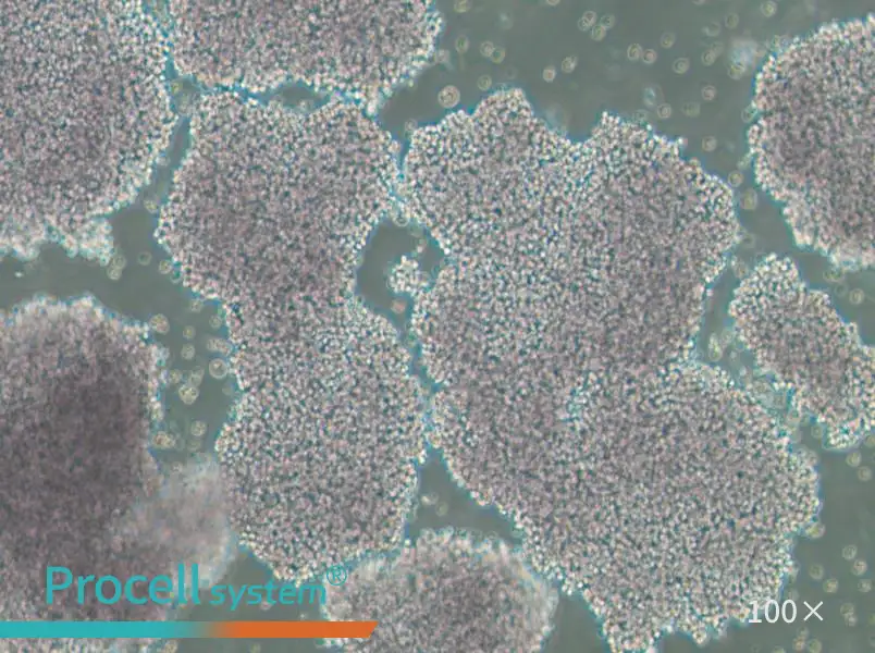 NCI-H1417 Cell Complete MediumNCI-H1417 Cell Complete Medium - 2