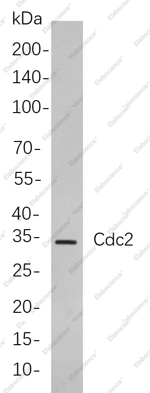 Recombinant Cdc2 Monoclonal Antibody - 1