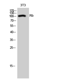 Western Blot analysis of 3T3 cells using RB1 Polyclonal Antibody at dilution of 1:1000.