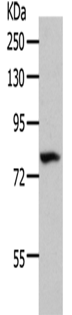 Western Blot analysis of 293T cell using CD10 Polyclonal Antibody at dilution of 1:700