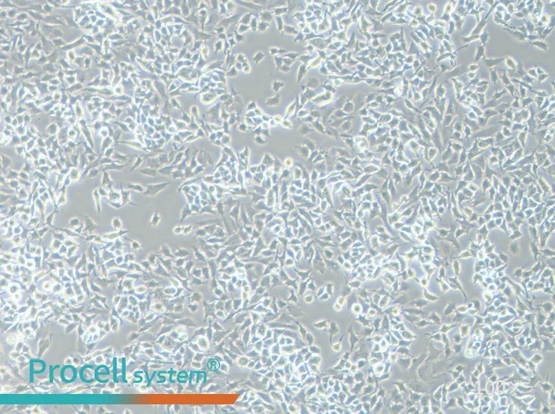 RM-1 Cell Complete Medium - 1