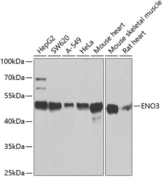 Western blot analysis of extracts of various cell lines using ENO3 Polyclonal Antibody at 1:1000 dilution.