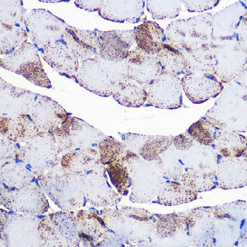 Immunohistochemistry of paraffin-embedded mouse skeletal muscle using UCP3 Polyclonal Antibody at dilution of 1:100 (40x lens).Perform microwave antigen retrieval with 10 mM Tris/EDTA buffer pH 9.0 before commencing with IHC staining protocol.