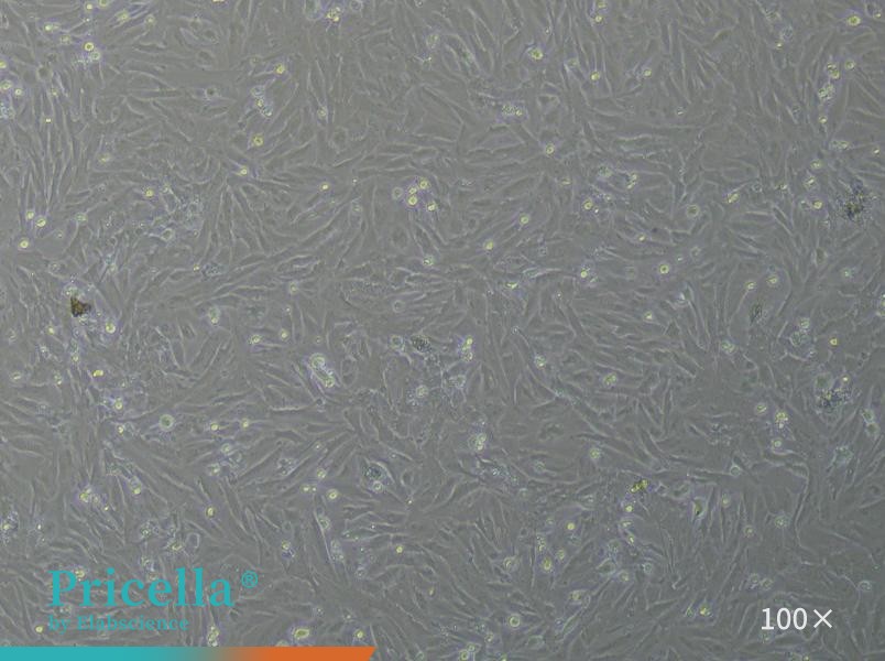 Rat Aortic Smooth Muscle Cell Isolation and Culture Kit - small - 4