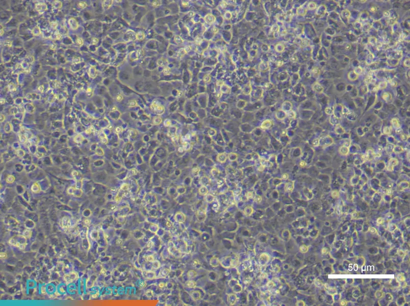Mouse Epidermal Keratinocyte Complete Medium - 6