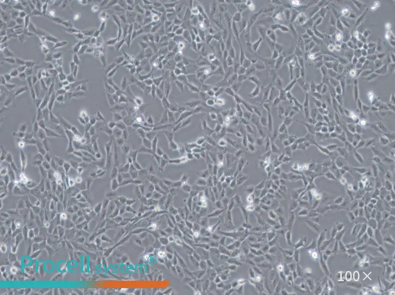F81 Cell Complete MediumF81 Cell Complete Medium - 3
