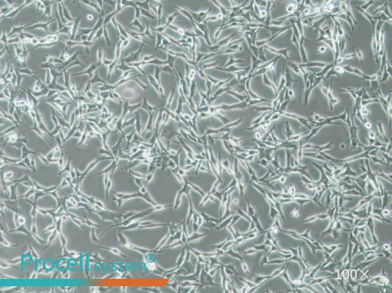 WM115 Cell Complete MediumWM115 Cell Complete Medium - 2