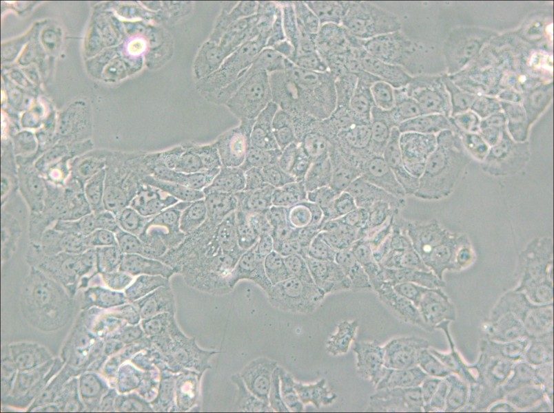 HT-1376 Cell Complete Medium - 5