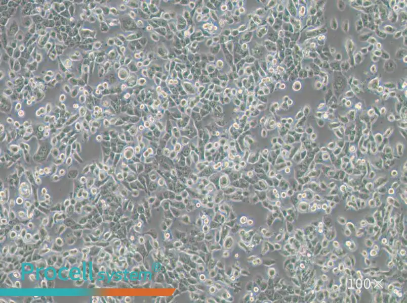 NPC/HK1 Cell Complete Medium - 3