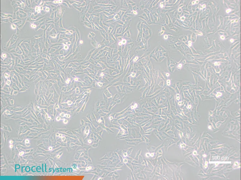 MNNG/HOS Cl #5 [R-1059-D] Cell Complete MediumMNNG/HOS Cl #5 [R-1059-D] Cell Complete Medium - 3