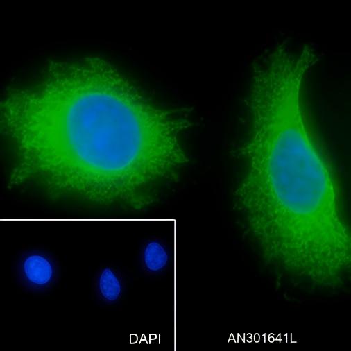 Recombinant PTGER2 Monoclonal Antibody - small - 5