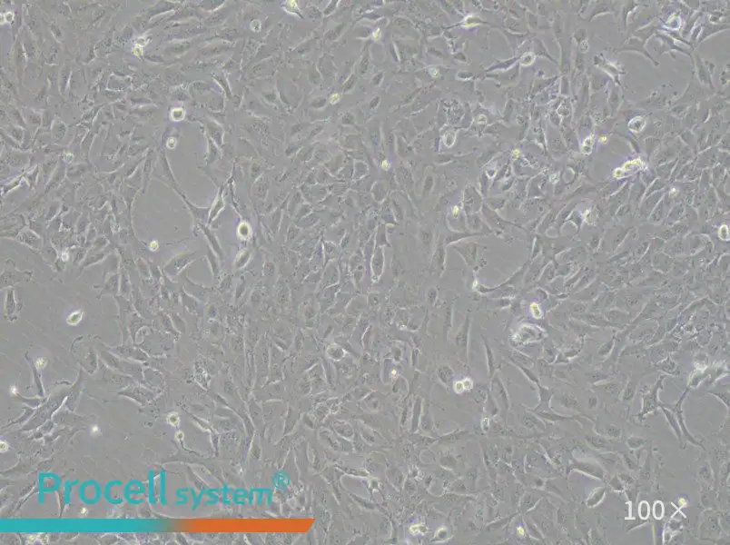 12Z Cell Complete Medium - 1