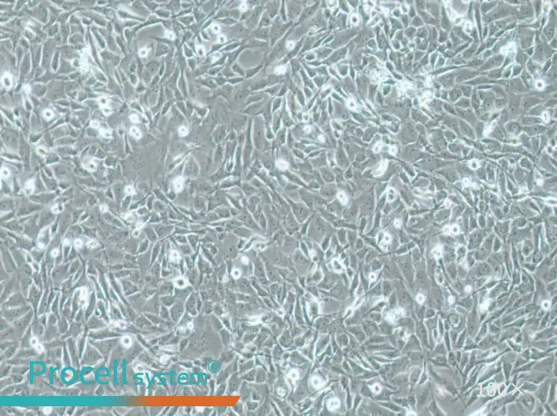 SW1271 Cell Complete MediumSW1271 Cell Complete Medium - 3