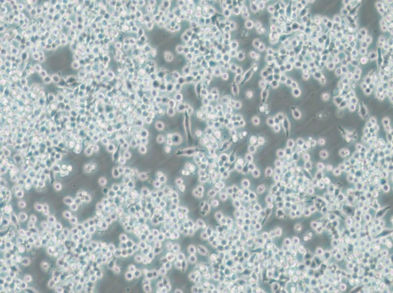 DC2.4 Cell Complete Medium - small - 4