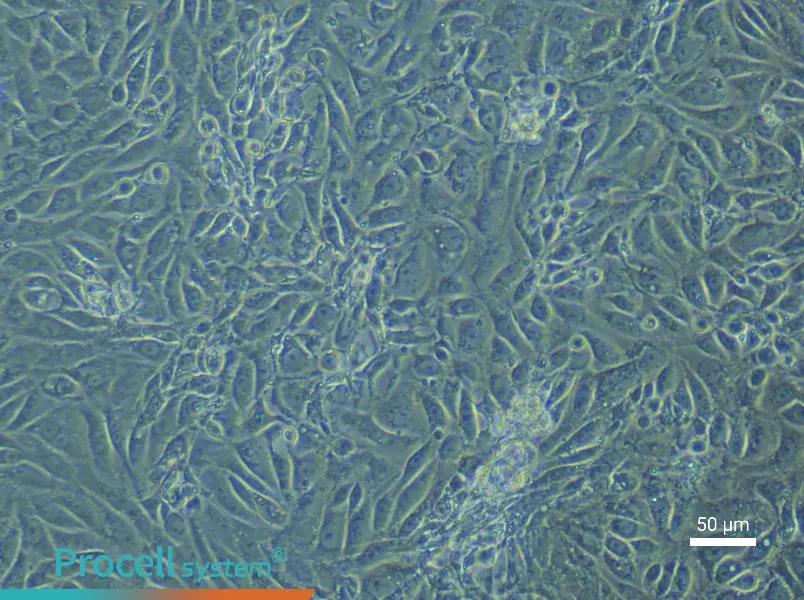 Mouse Corneal Epithelial Cell Complete Medium - 6