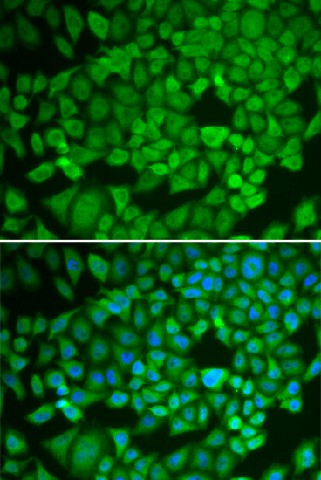 Immunofluorescence analysis of U2OS cells using NR0B1 Polyclonal Antibody